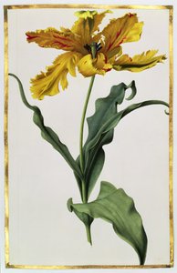 Tulipano, circa 1675